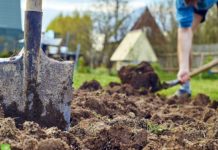 Копать или не копать: вот в чем вопрос для дачника Копать или не копать: вот в чем вопрос для дачника