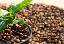 Культивирование кофейных деревьев Культивирование кофейных деревьев