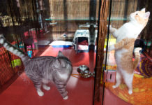 Лучший отель для кошек и собак — условия проживания, цены, подготовка питомца Лучший отель для собак - условия проживания, цены, подготовка питомца