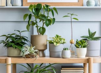 Эффективные методы для повышения выносливости Украшение интерьера: растения, которым не нужно солнце