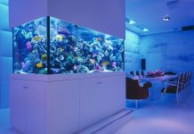 Аквариум в интерьере и вашей жизни: высокая ответственность и неповторимая красота Аквариум в интерьере и вашей жизни: высокая ответственность и неповторимая красота