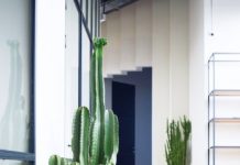 Озеленение: преимущества, виды зелени и их особенности