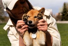 Почему стоит выбрать кинологический манеж для дрессировки собаки