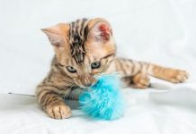 Кошка и клубки: как защитить хобби-зону от питомца